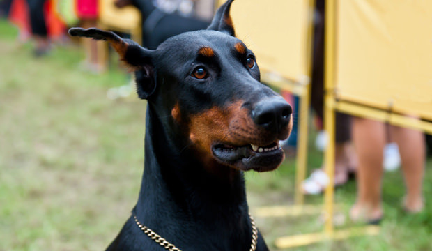 Picture 3 of 5 species of fierce dogs tend to bite the most in the world