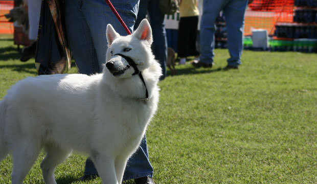 Picture 5 of 5 species of fierce dogs tend to bite the most in the world