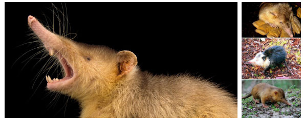 Picture 4 of 5 species of 'living fossils' - millions of years have not changed