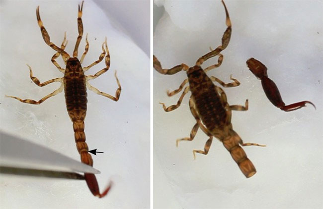 Picture 3 of 5 stories proving 'anus' may be the weirdest thing in the animal world
