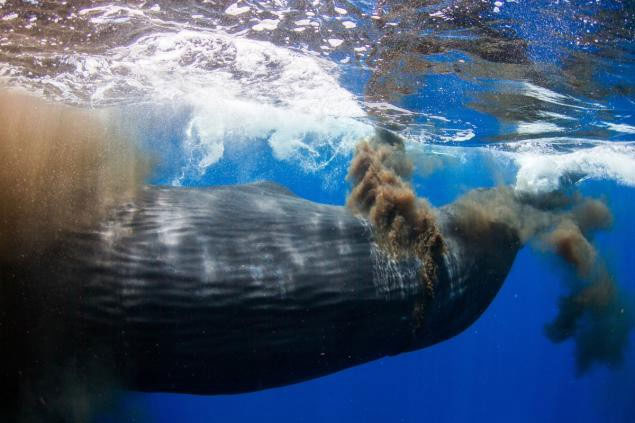 Picture 4 of 5 stories proving 'anus' may be the weirdest thing in the animal world