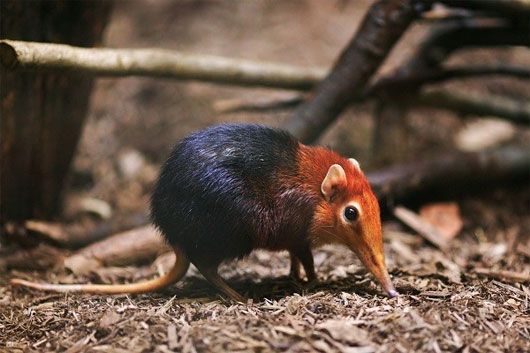 Picture 5 of 5 strange animals with a nose