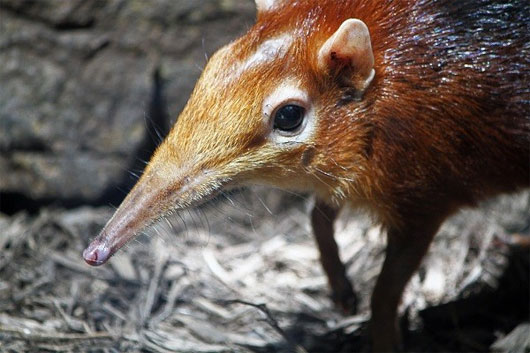 Picture 6 of 5 strange animals with a nose