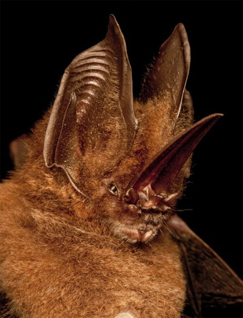 Picture 7 of 5 strange animals with a nose