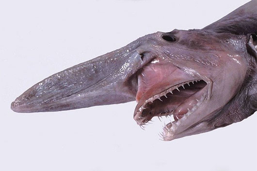 Picture 9 of 5 strange animals with a nose