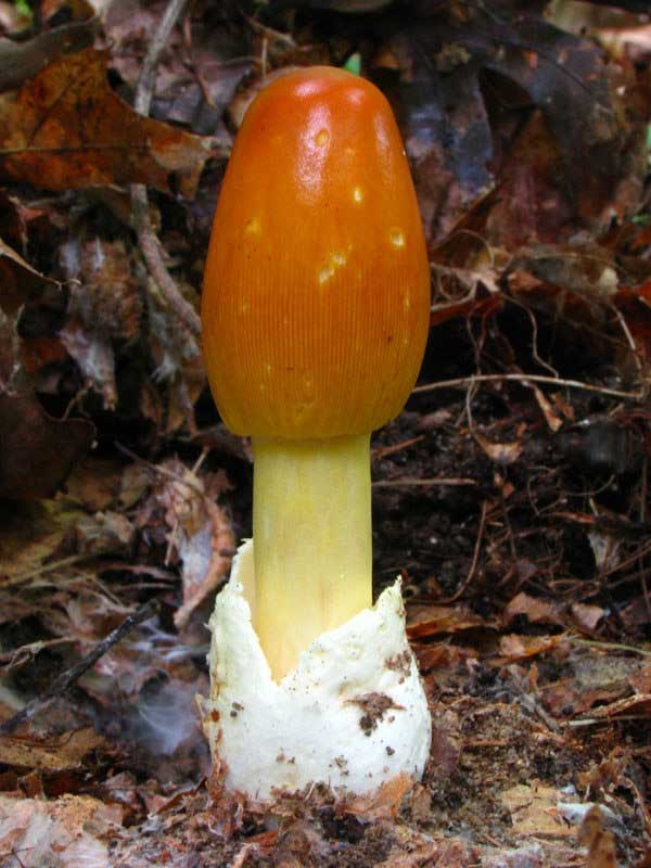 Picture 4 of 5 types of mushrooms are not only beautiful as fairy but also delicious and incredible