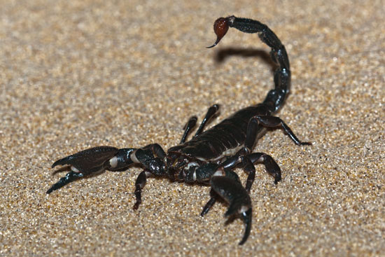 Picture 3 of 5 unexpected assassins in nature