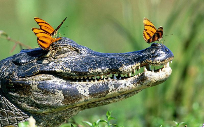 Picture 4 of 5 'weird' facts will change your perception of the animal world