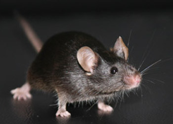 Picture 1 of 5 world medicine breakthroughs 2009