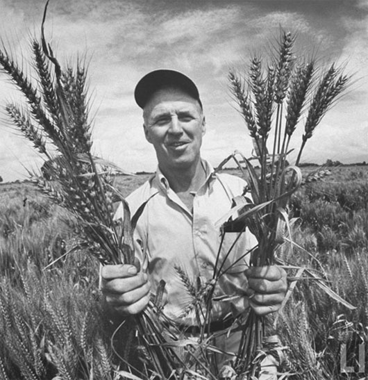 Picture 3 of 5 Years of Death by Norman Borlaug - The Father of the
