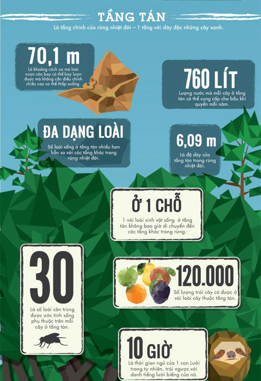 50 facts about rainforests