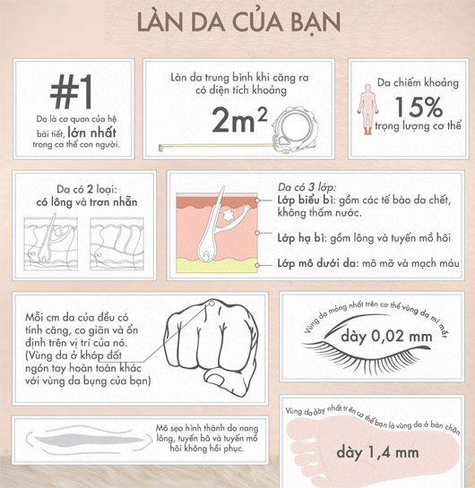 50 facts about skin