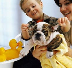 Picture 1 of 50 million people worldwide suffer from animal diseases