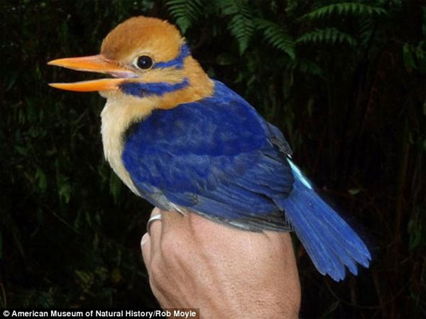 Picture 2 of 50 years to find precious birds and then kill