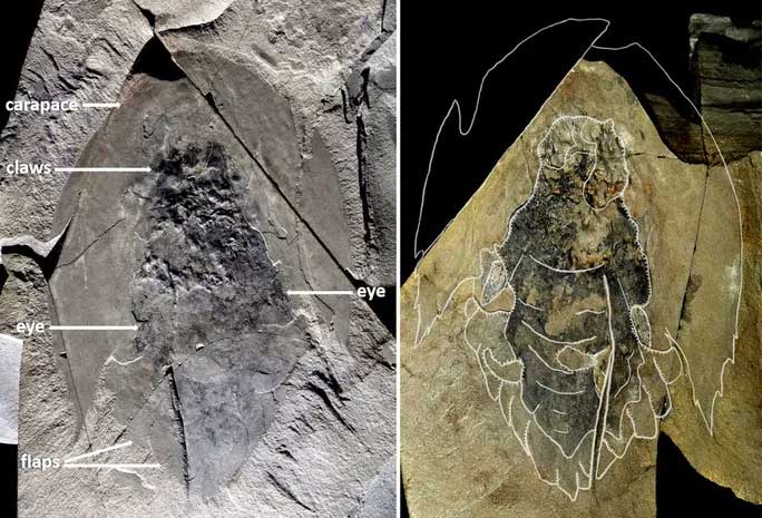 Picture 1 of 506 million-year-old monster in the quarry is like ... spaceship