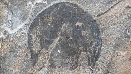 Picture 2 of 506 million-year-old monster in the quarry is like ... spaceship