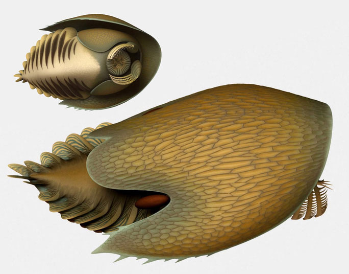 Picture 4 of 506 million-year-old monster in the quarry is like ... spaceship