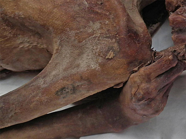 5.200-year-old mummy has the most powerful and ancient tattoo in the world images 1