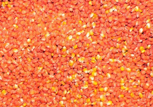 Picture 1 of 6 academies rejected the study of GM maize causing cancer