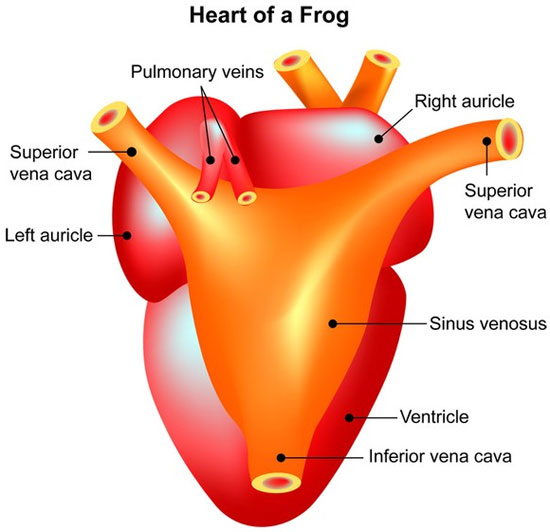 Picture 6 of 6 animals that possess the heart