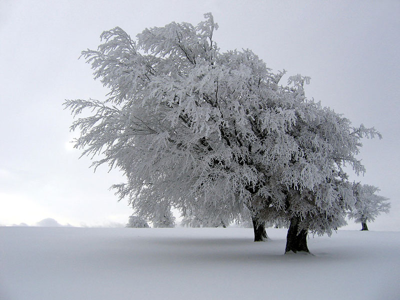 Picture 4 of 6 beautiful natural phenomena only in winter