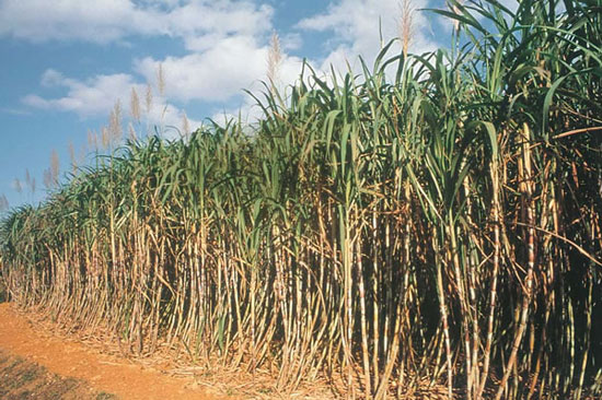 Picture 1 of 6 best biofuel types