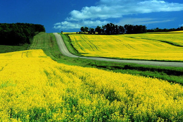 Picture 3 of 6 best biofuel types