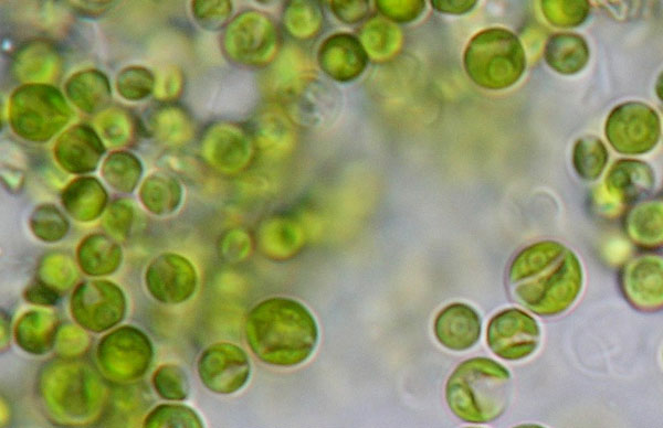 Picture 6 of 6 best biofuel types