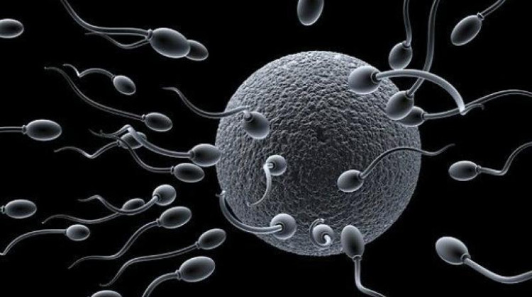Picture 2 of 6 characteristics of men with good sperm, easy to give birth