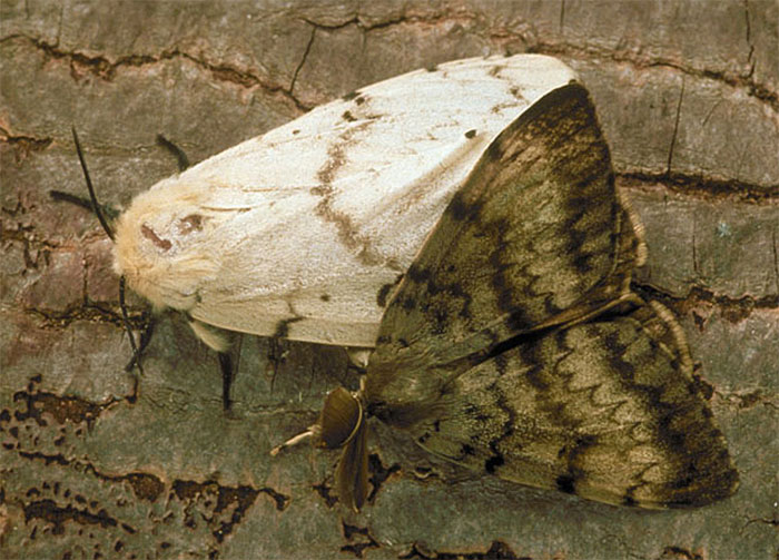 Picture 5 of 6 dangerous animals threaten America