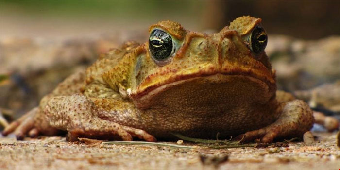 Picture 6 of 6 dangerous animals threaten America