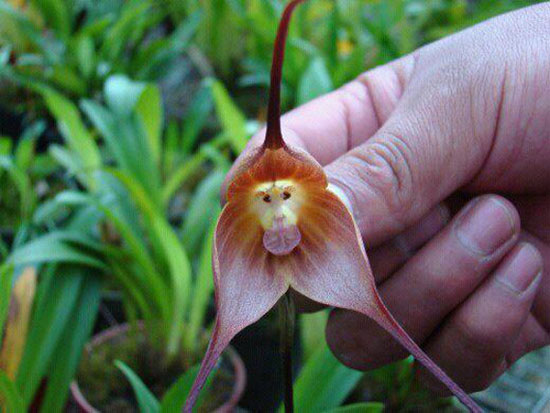 Picture 1 of 6 exotic animal-like flowers