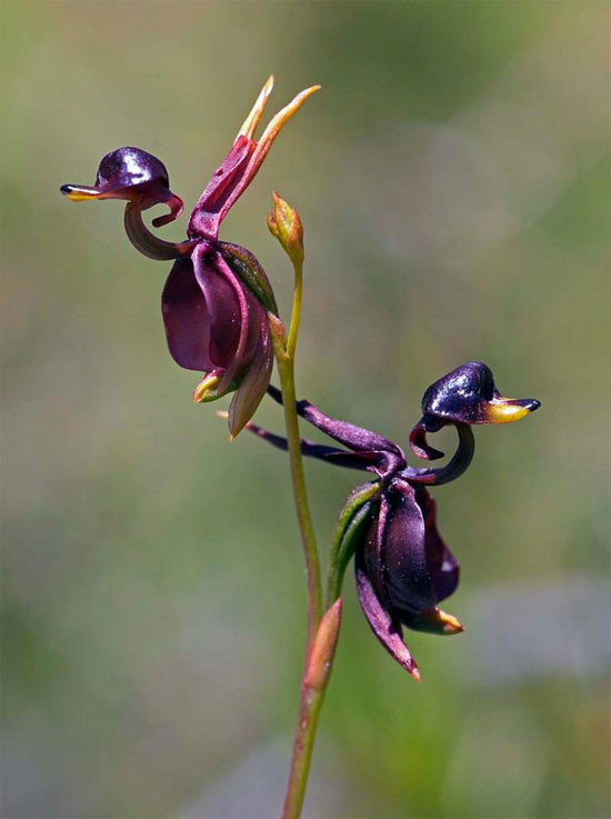 Picture 10 of 6 exotic animal-like flowers