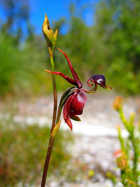 Picture 11 of 6 exotic animal-like flowers