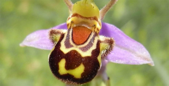 Picture 2 of 6 exotic animal-like flowers