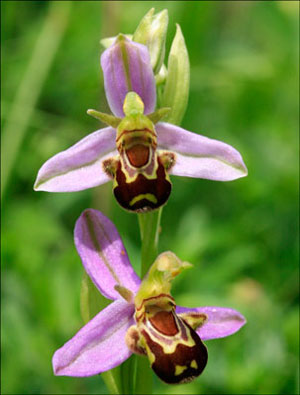 Picture 3 of 6 exotic animal-like flowers
