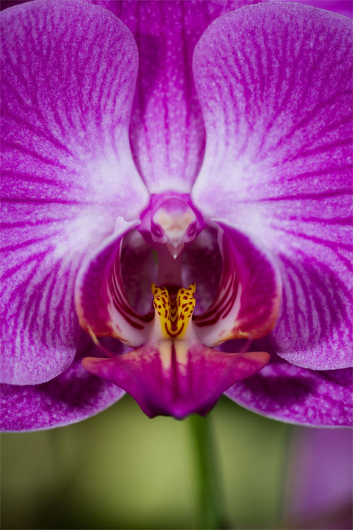Picture 4 of 6 exotic animal-like flowers