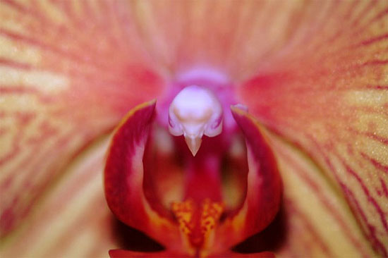 Picture 5 of 6 exotic animal-like flowers