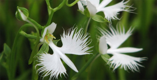 Picture 6 of 6 exotic animal-like flowers