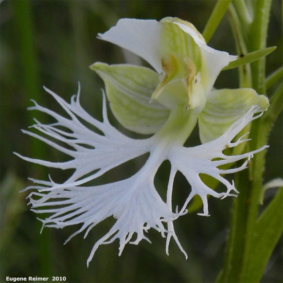 Picture 7 of 6 exotic animal-like flowers