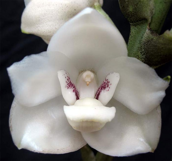 Picture 8 of 6 exotic animal-like flowers