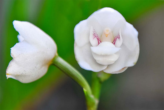 Picture 9 of 6 exotic animal-like flowers