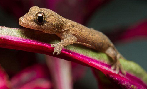 Picture 2 of 6 interesting possibilities of geckos