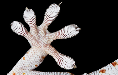 Picture 3 of 6 interesting possibilities of geckos
