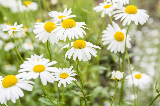 Picture 5 of 6 kinds of healthy flowers should be planted in the yard
