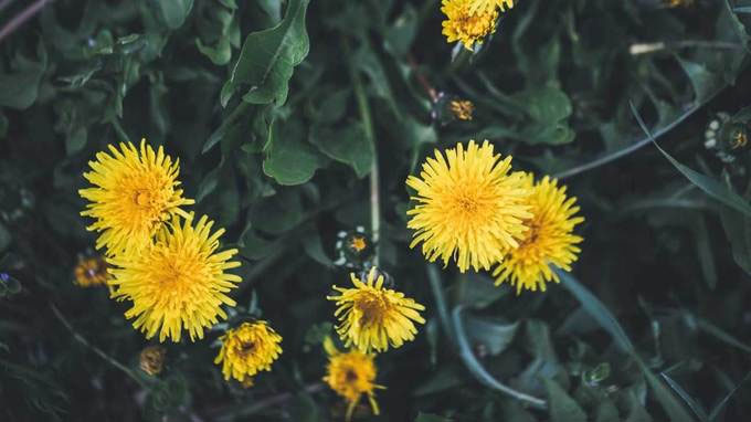 Picture 6 of 6 kinds of healthy flowers should be planted in the yard