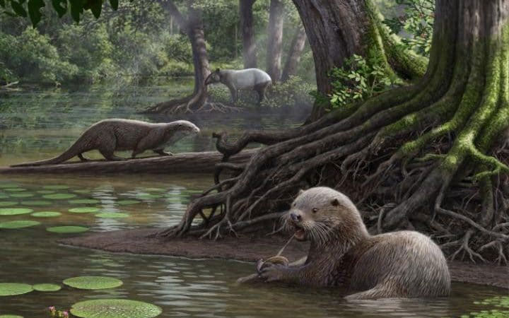 Picture 1 of 6 million years ago, this giant otter appeared on Earth