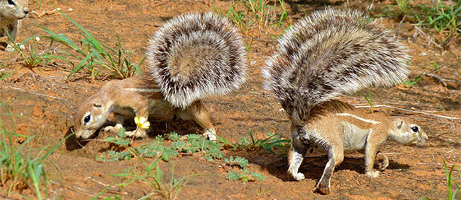 Picture 4 of 6 most adaptable animals in arid desert