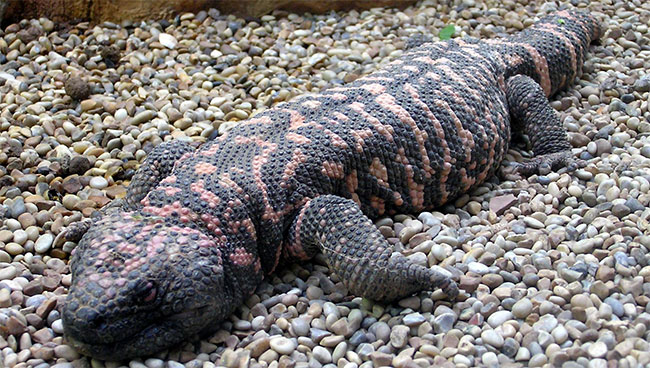 Picture 5 of 6 most adaptable animals in arid desert