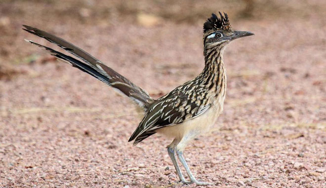 Picture 6 of 6 most adaptable animals in arid desert